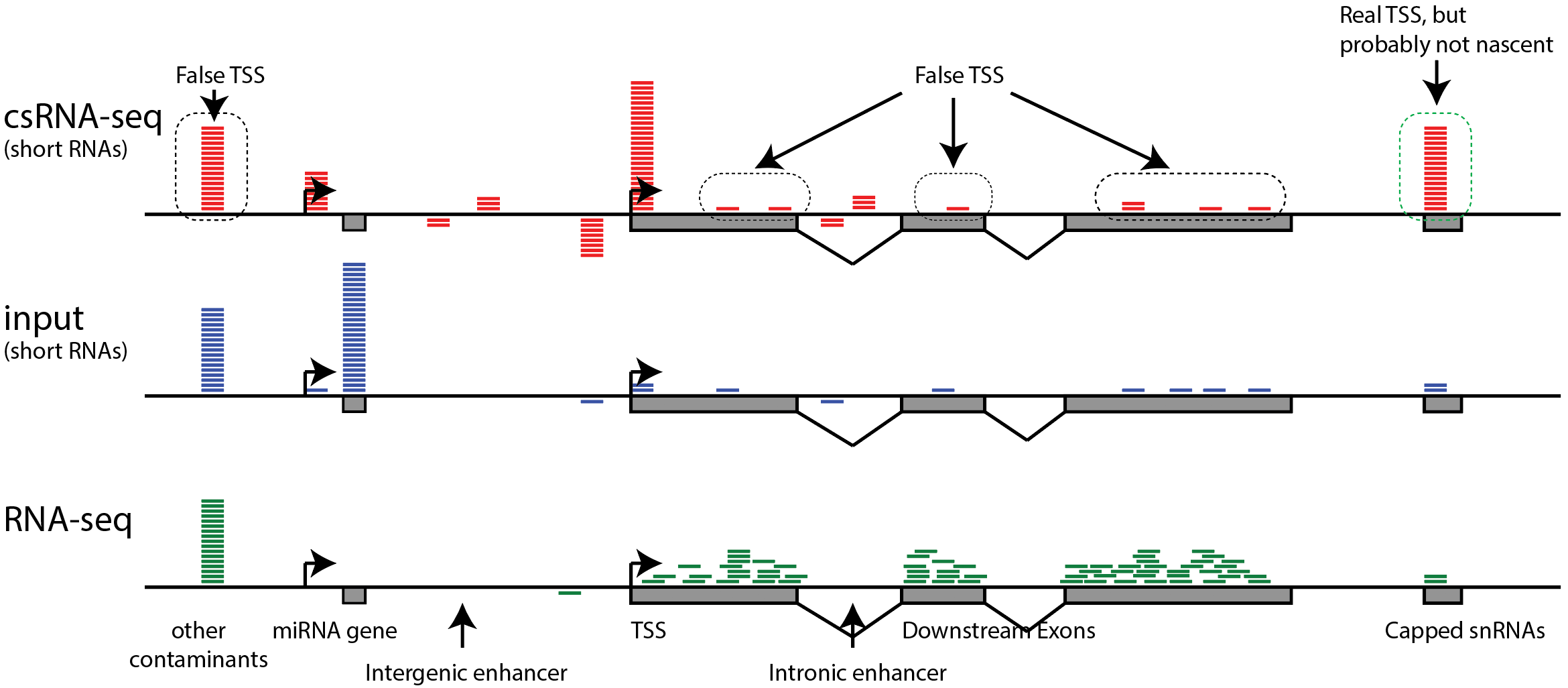 csRNA-seq
schematic sources of noise contamination TSS