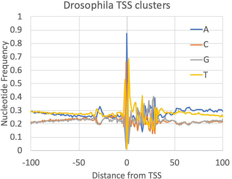 csRNA-seq drosophila TSS
nucleotide frequencies
