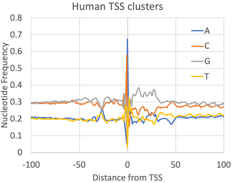 csRNA-seq human TSS
nucleotide frequencies